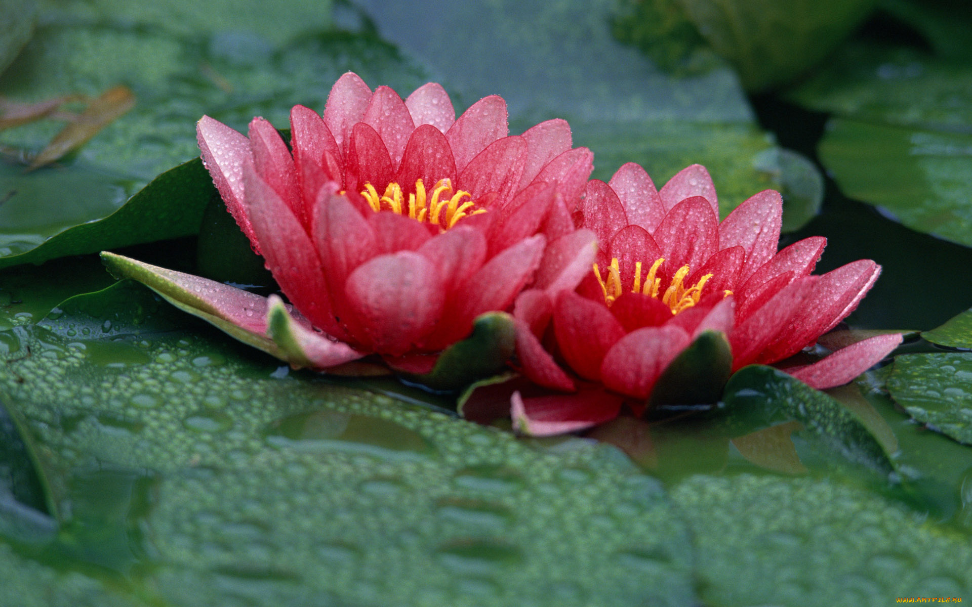 цветы, лилии, водяные, нимфеи, кувшинки