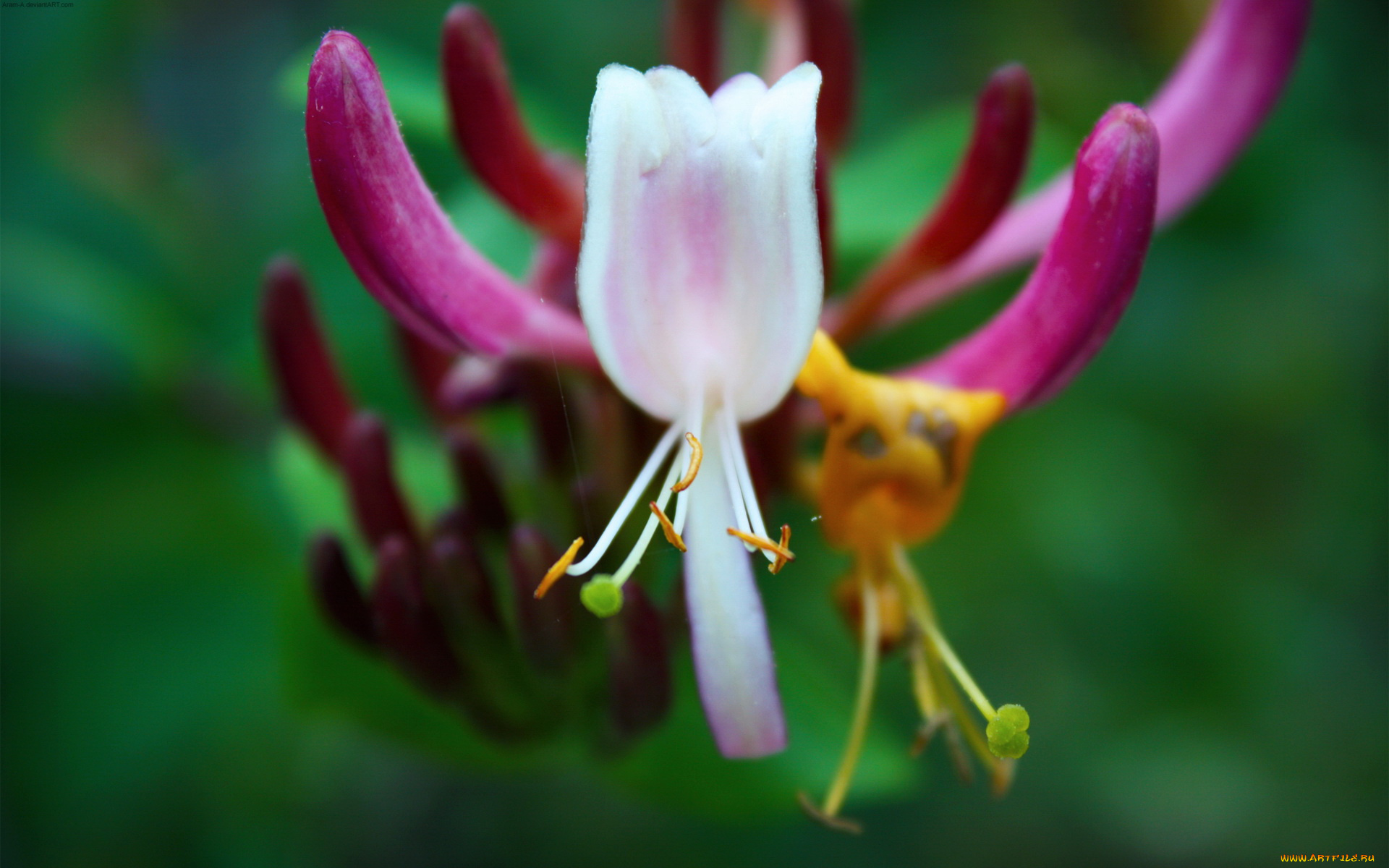 цветы, рододендроны, азалии