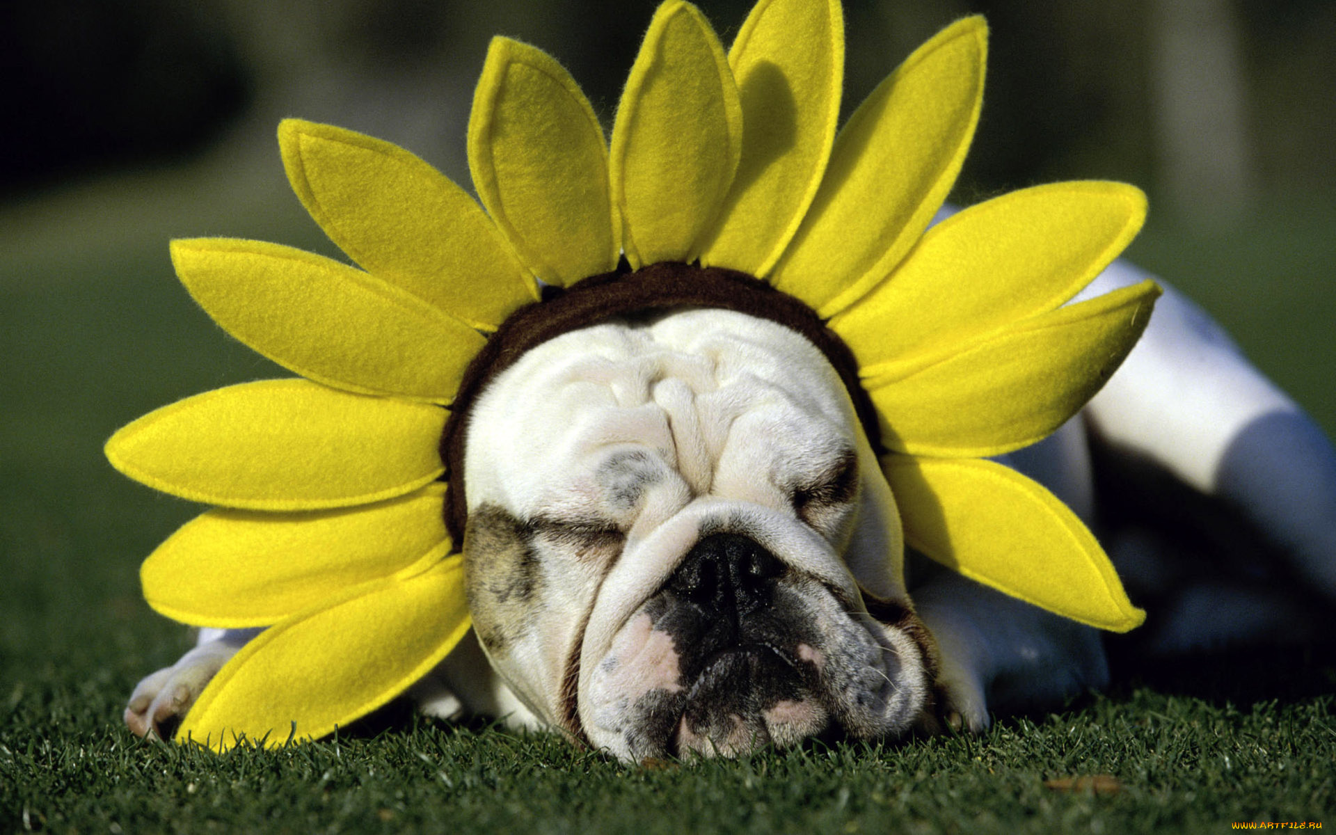 животные, собаки