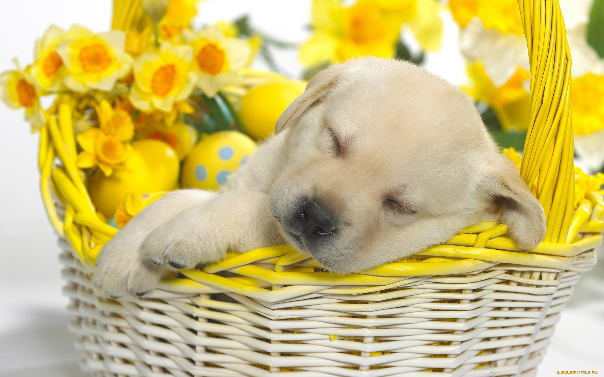 животные, собаки