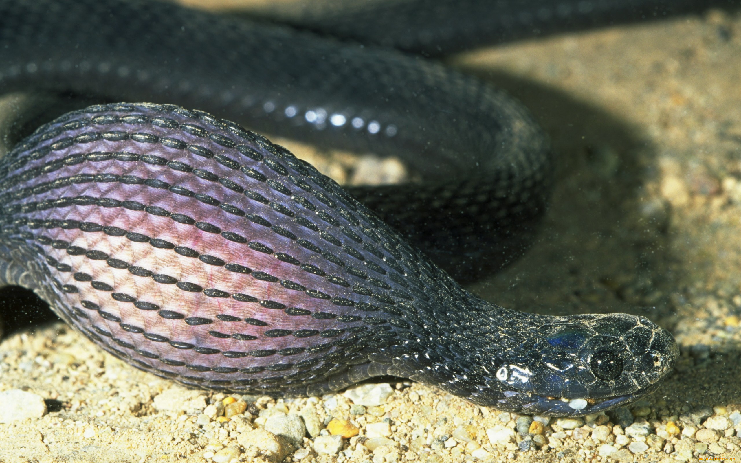 животные, змеи, питоны, кобры