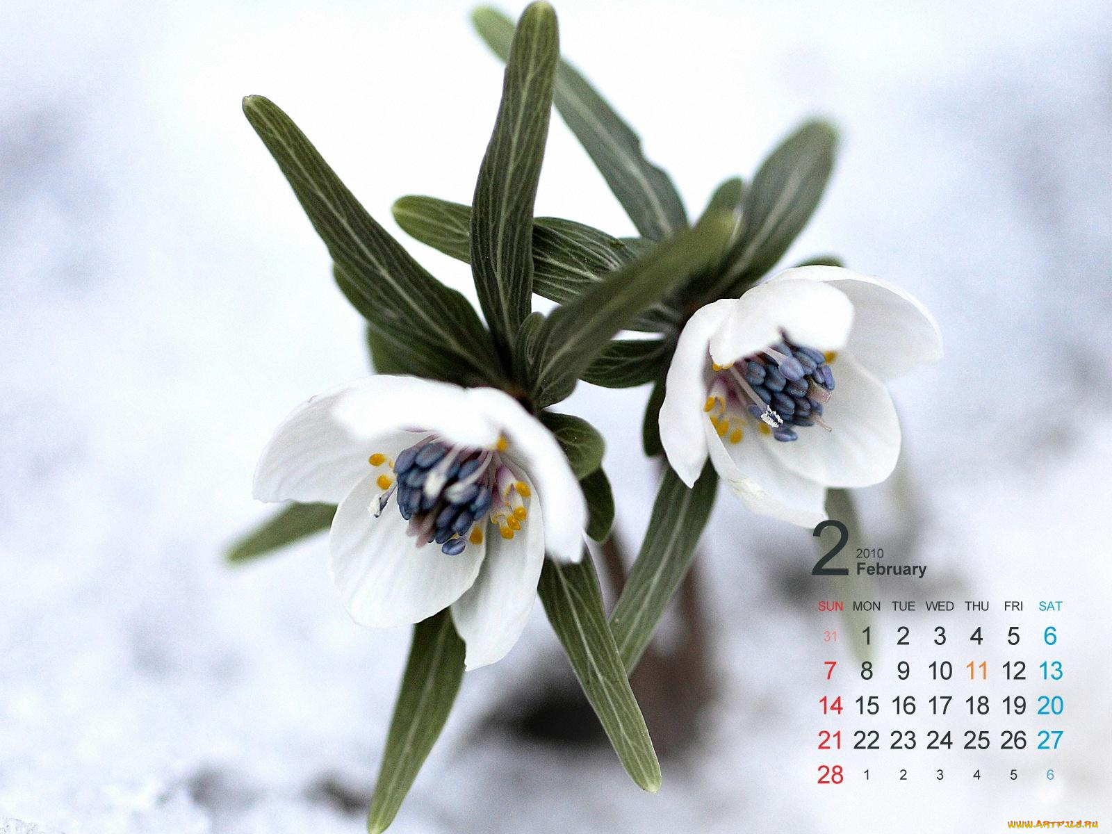 календари, цветы