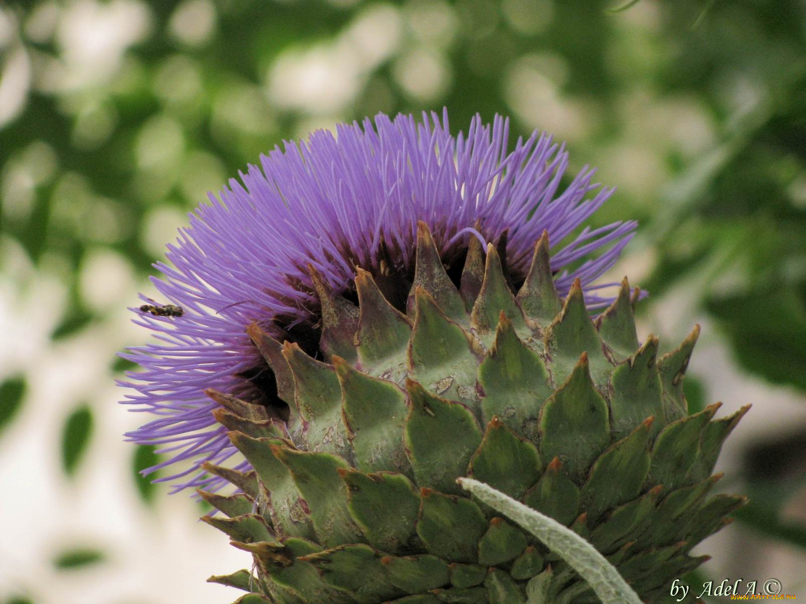 цветы, Чертополох, репейник