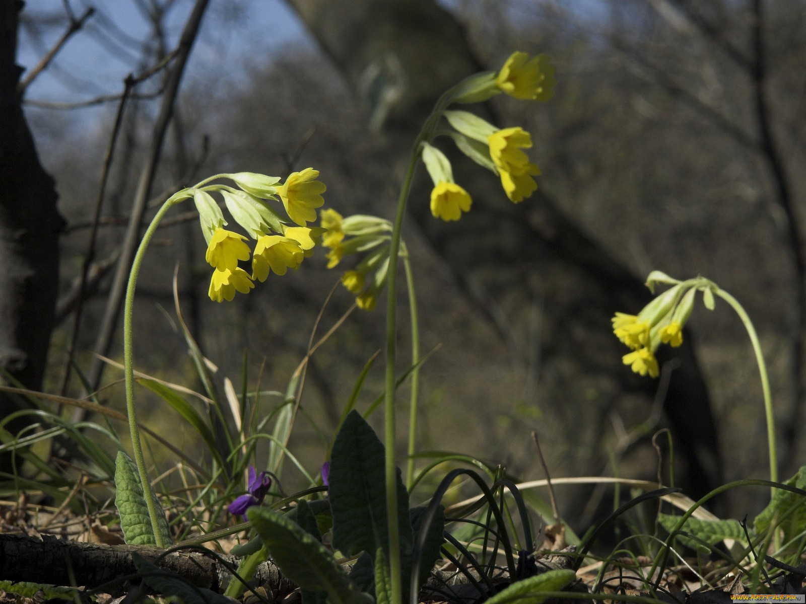 цветы, примулы