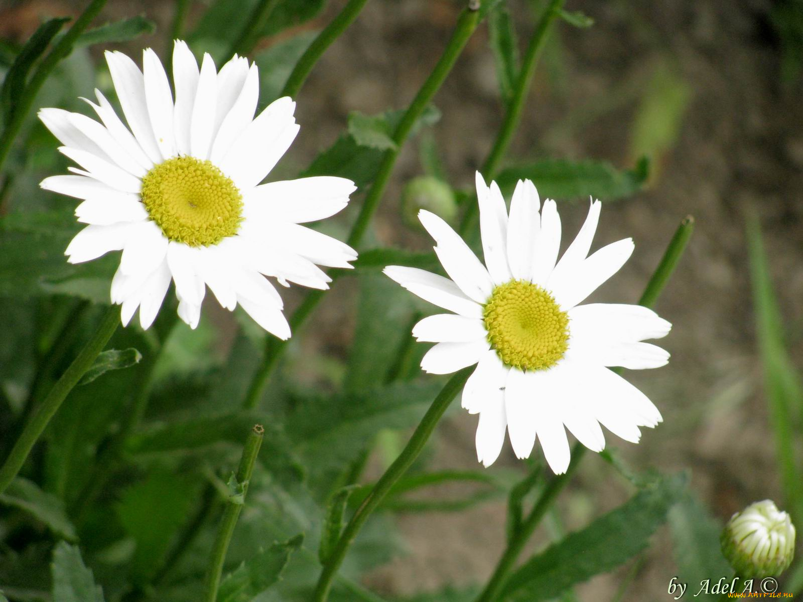 цветы, ромашки