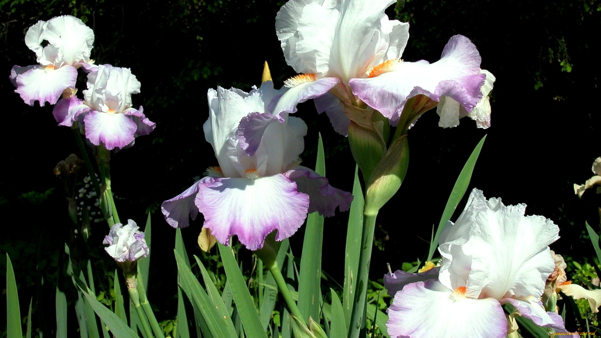 цветы, ирисы, сиреневый