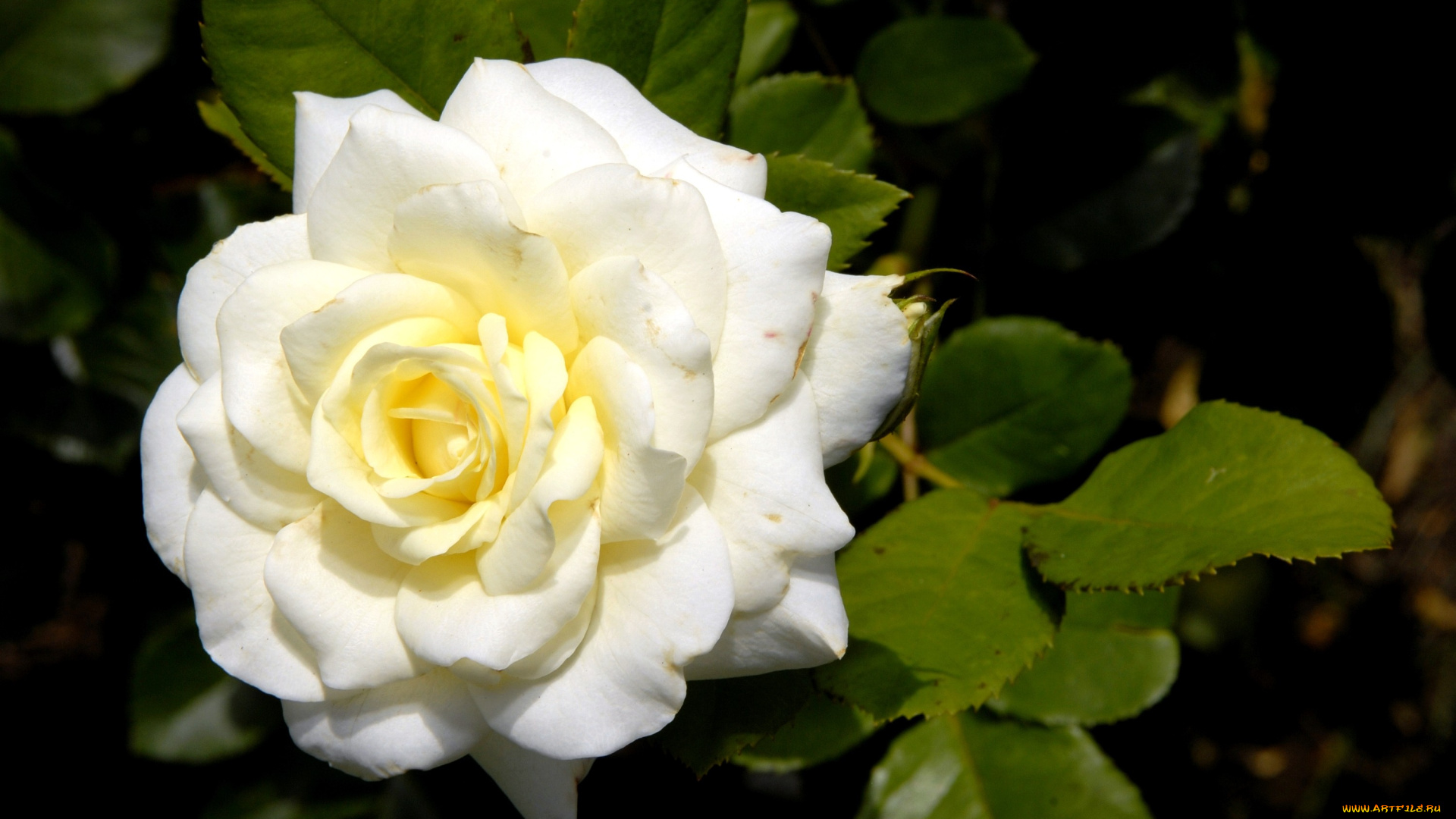 цветы, розы, белый, круглый, лепестки