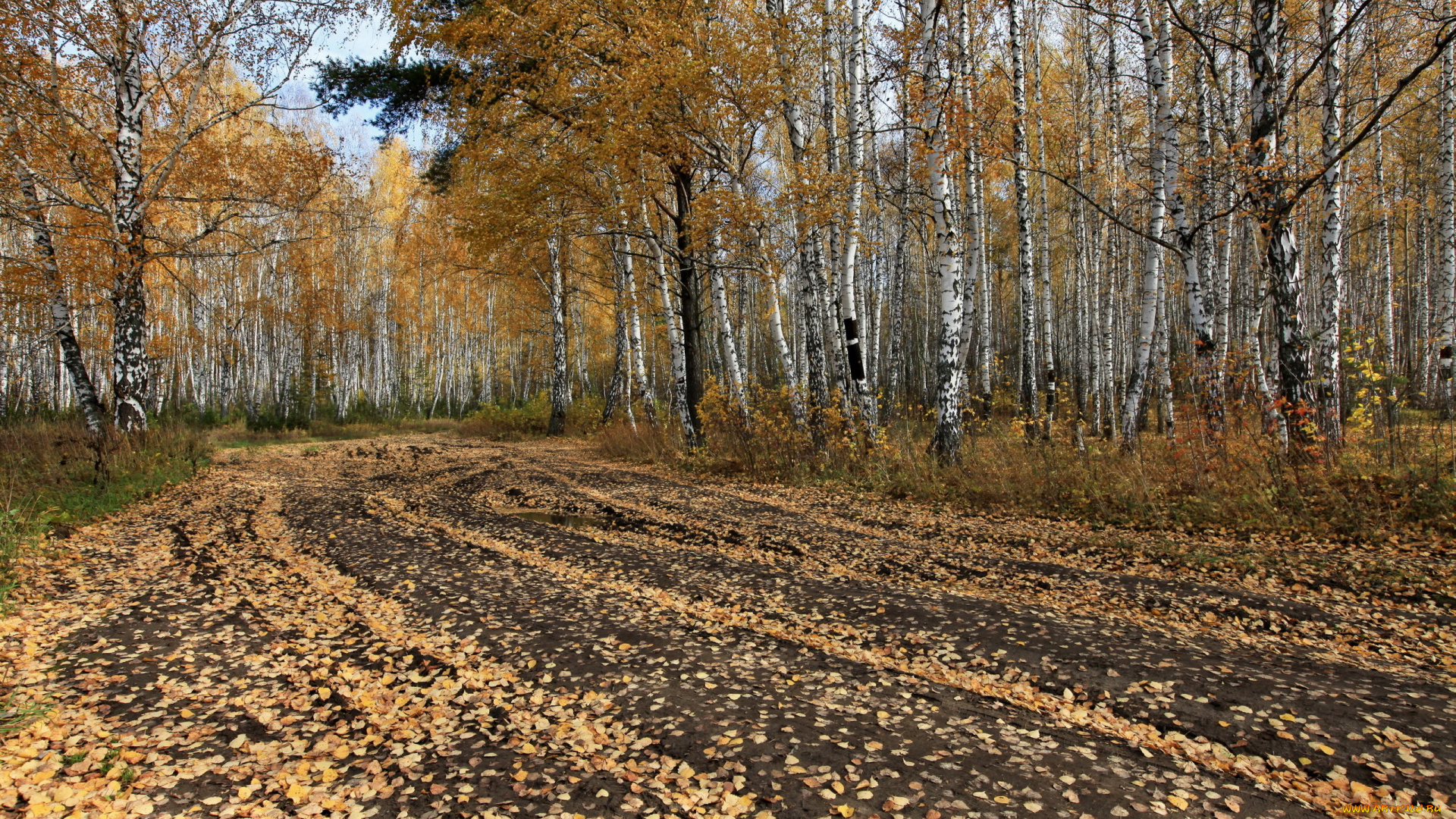 природа, дороги, деревья, осень, лес