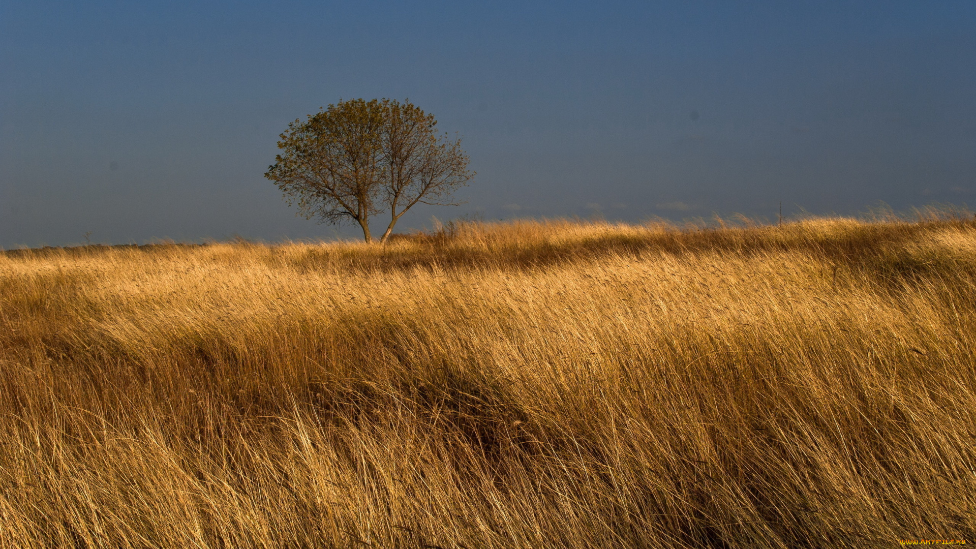 природа, поля, дерево, небо