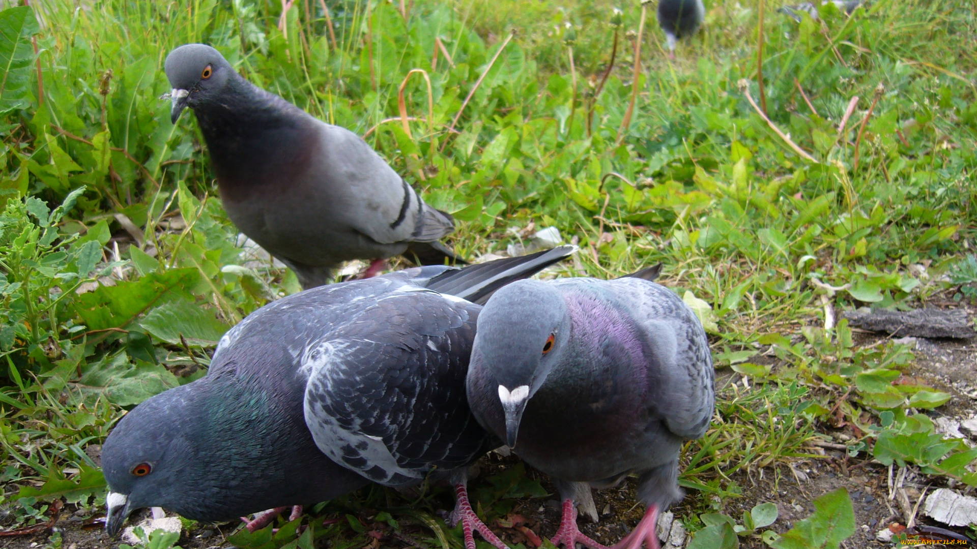 животные, голуби, голубь, трава