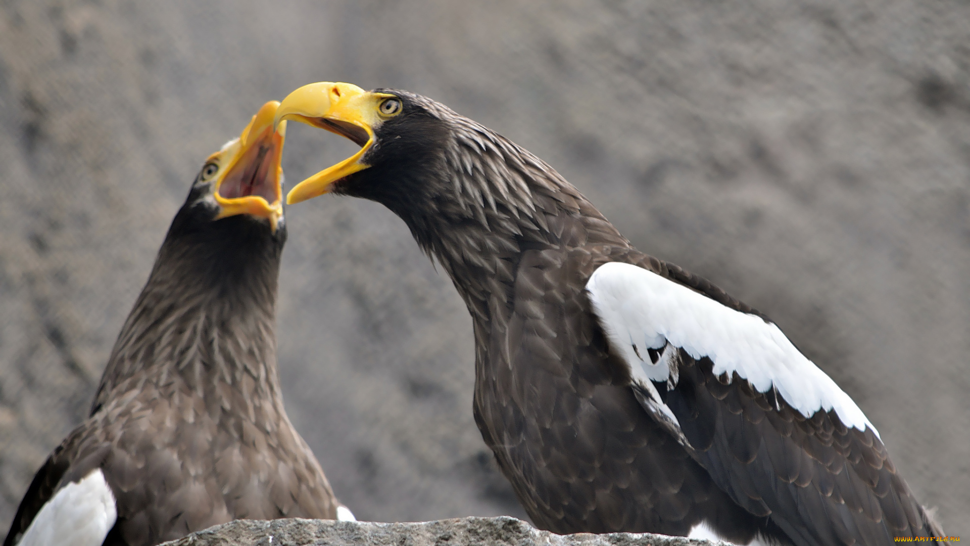 животные, птицы, хищники, орёл, хищник