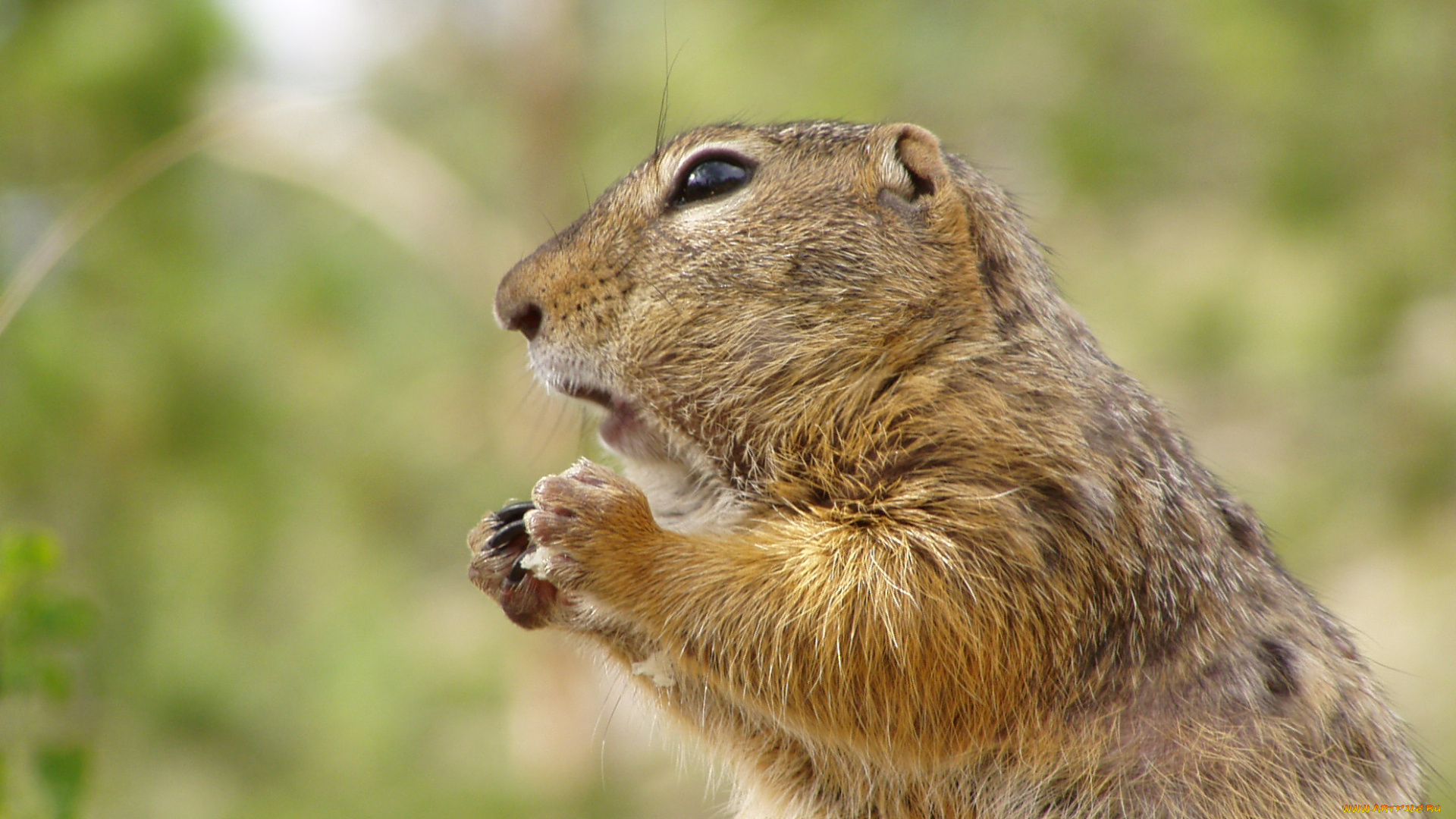 животные, суслики, сурки, суслик, грызун