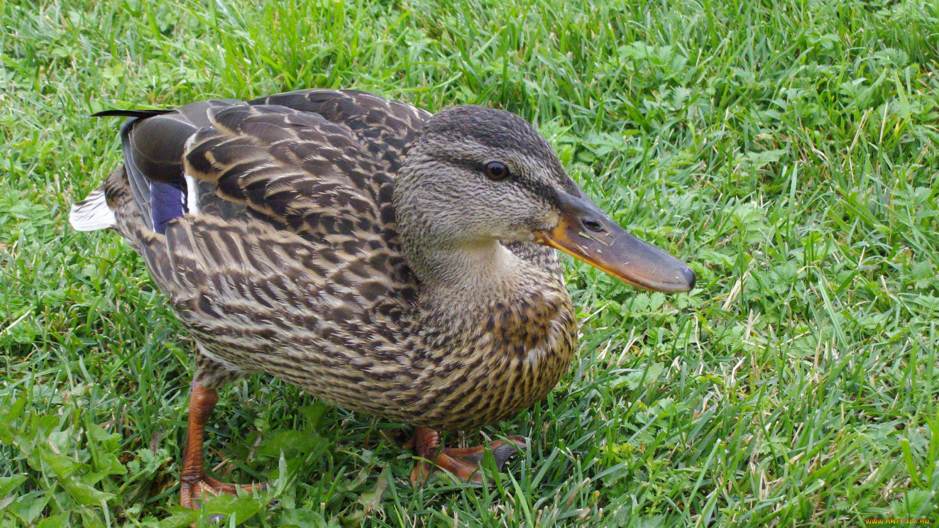 животные, утки, утка, трава