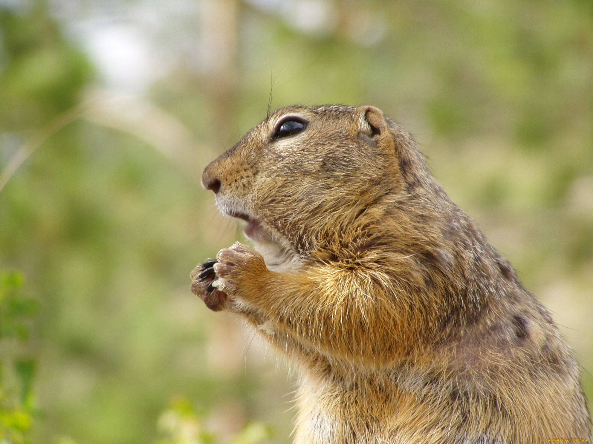 животные, суслики, сурки, суслик, грызун