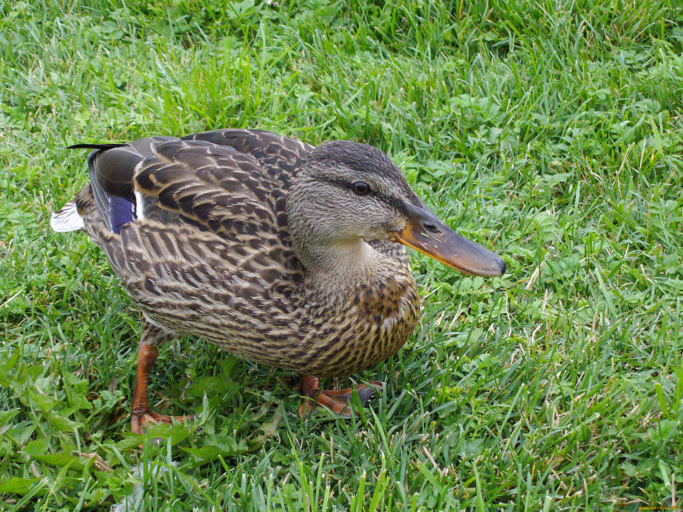 животные, утки, утка, трава