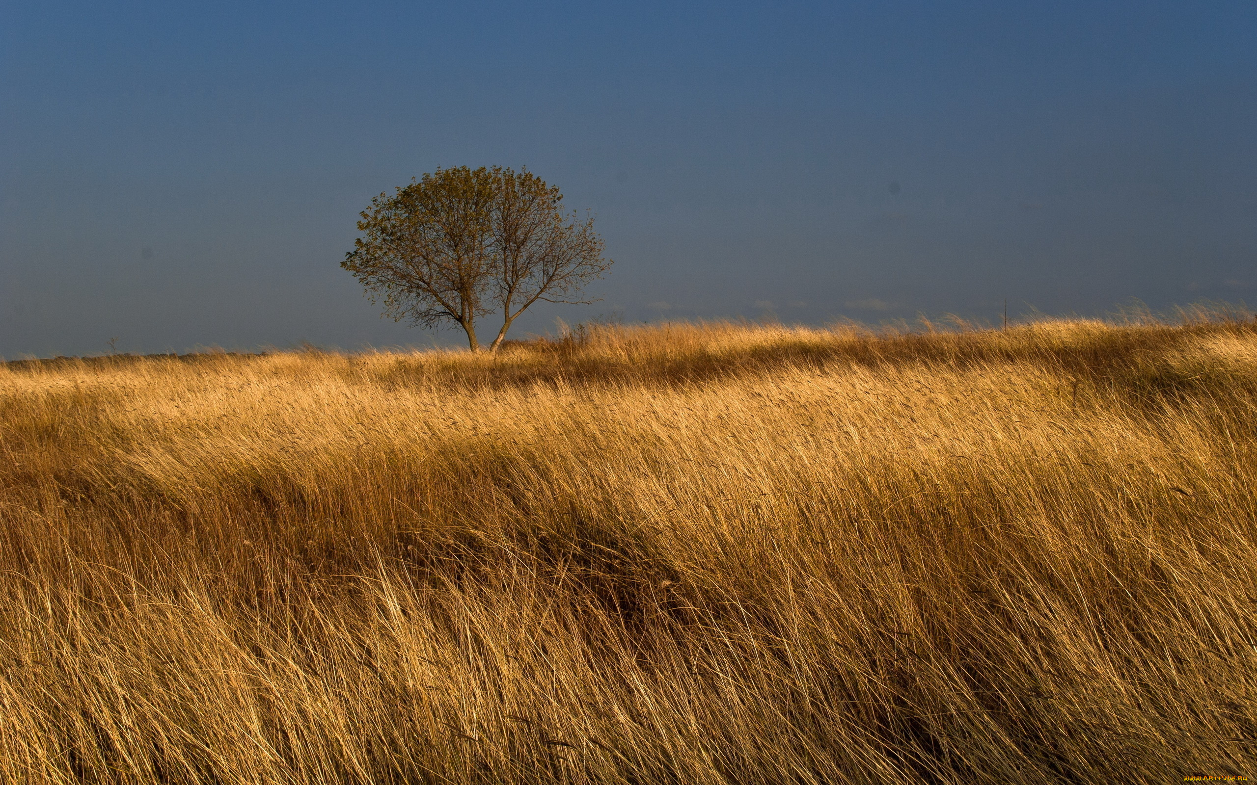 природа, поля, дерево, небо