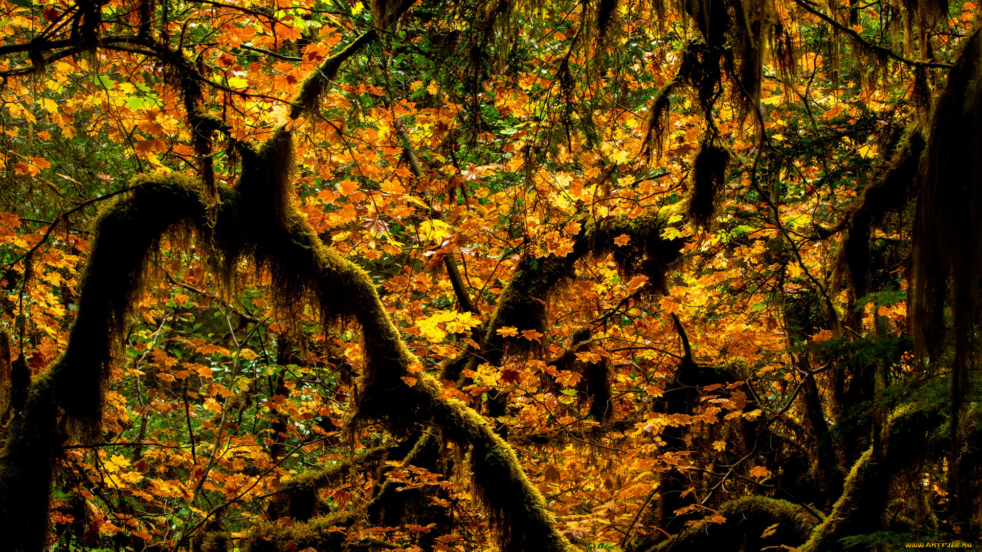 природа, деревья, мох, ветки, листья, осень, лес