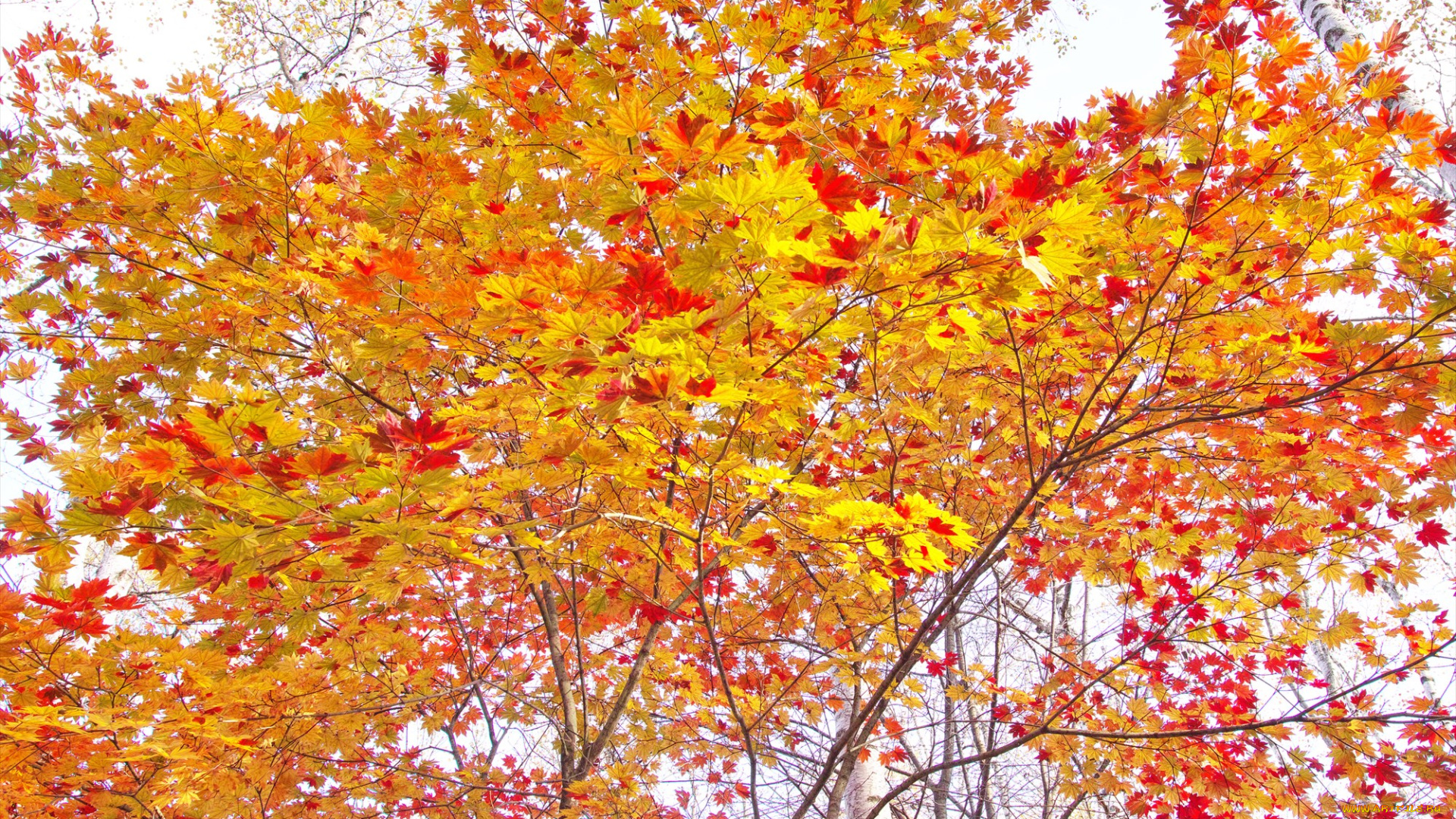 природа, деревья, осень, takaten, утро