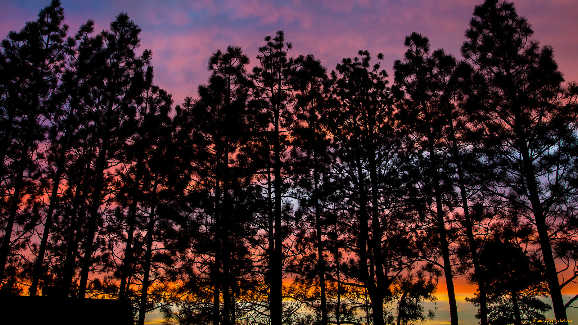 природа, деревья, закат, небо, вечер