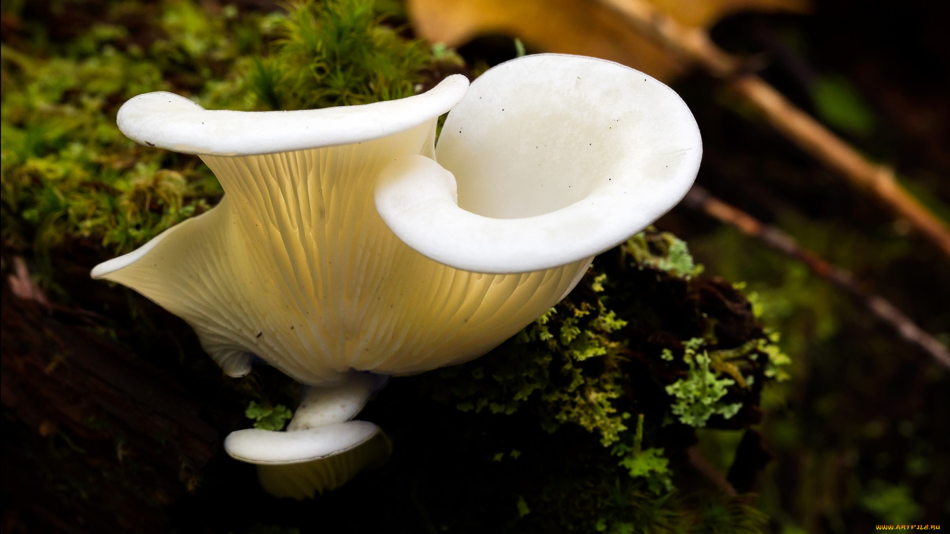 природа, грибы, белые, макро