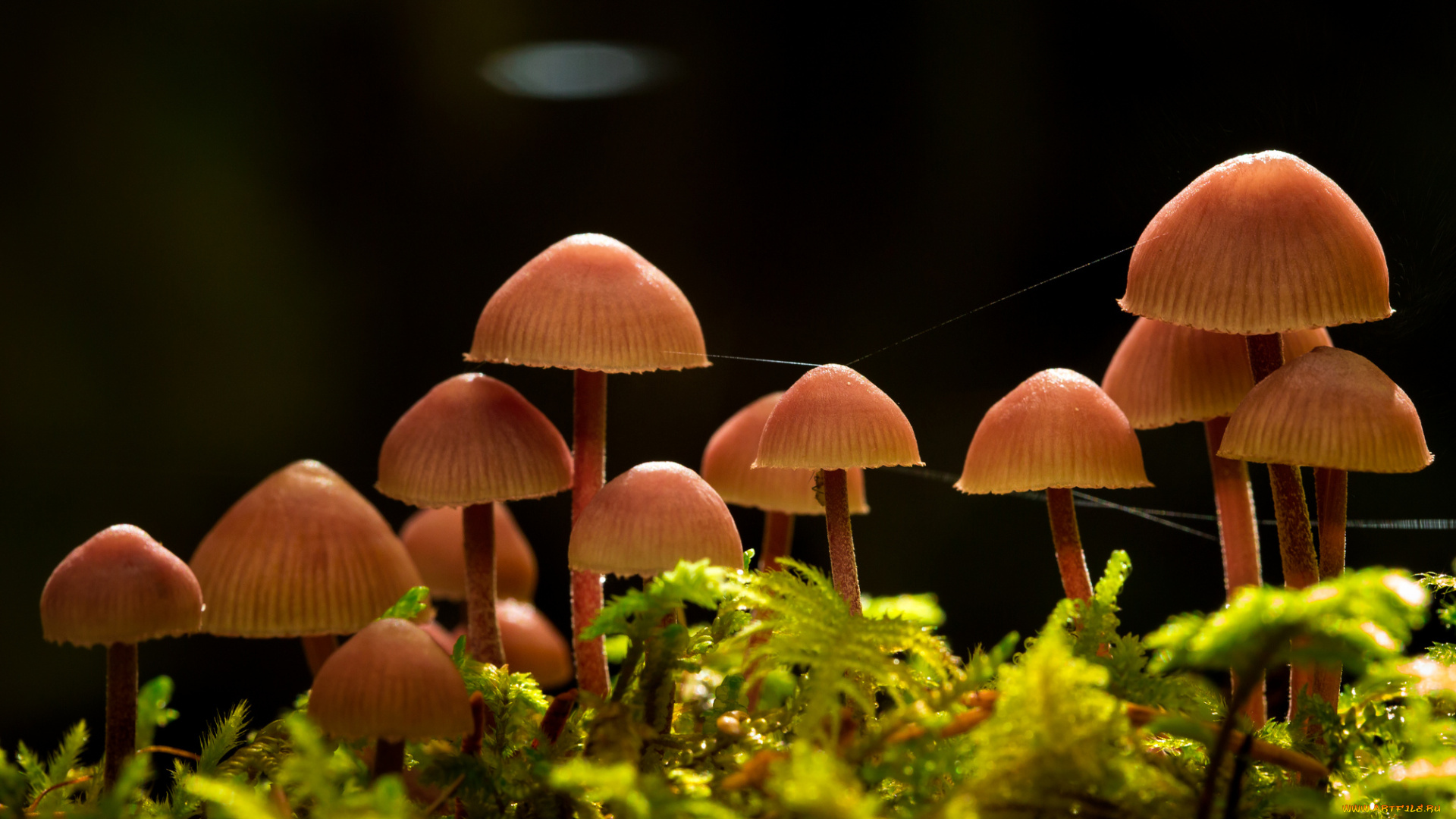 природа, грибы, паутинка, макро