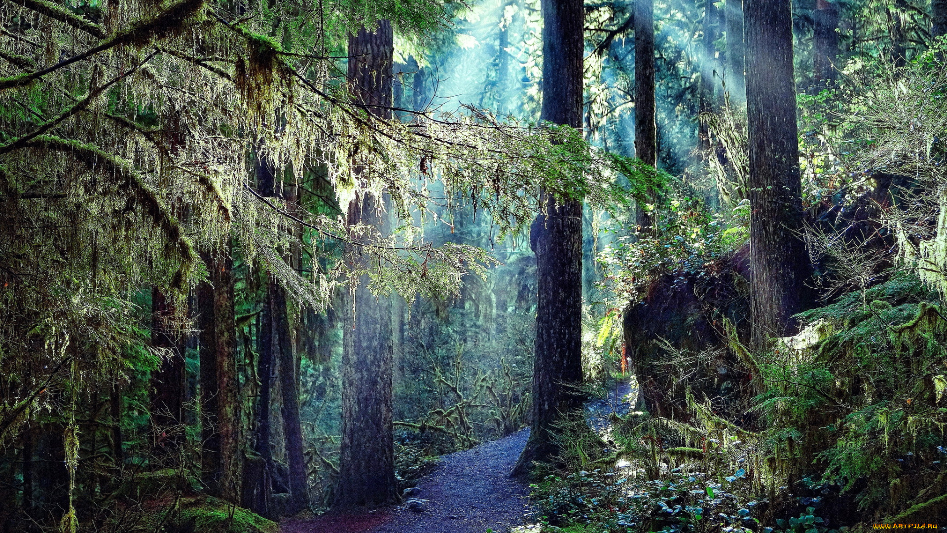 природа, лес, деревья, дорога, лучи