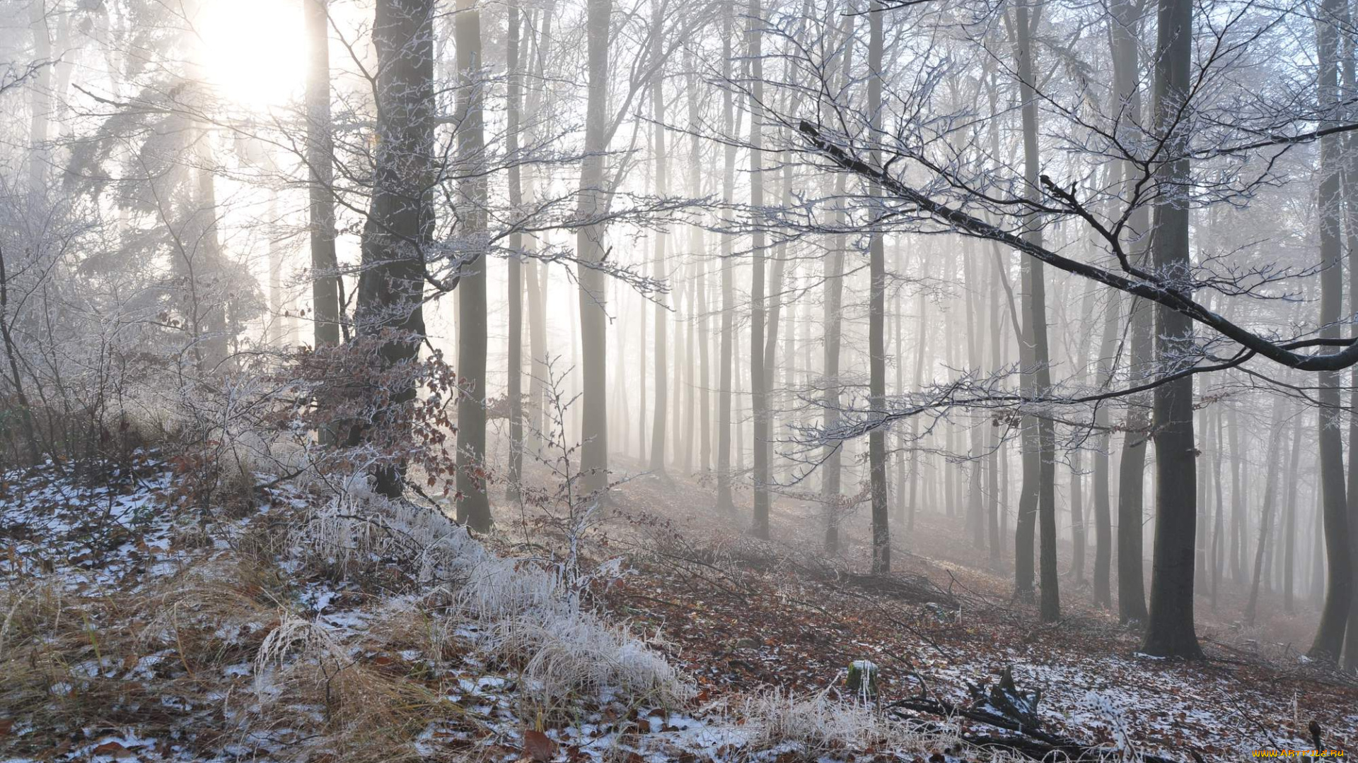 природа, лес, деревья, зима