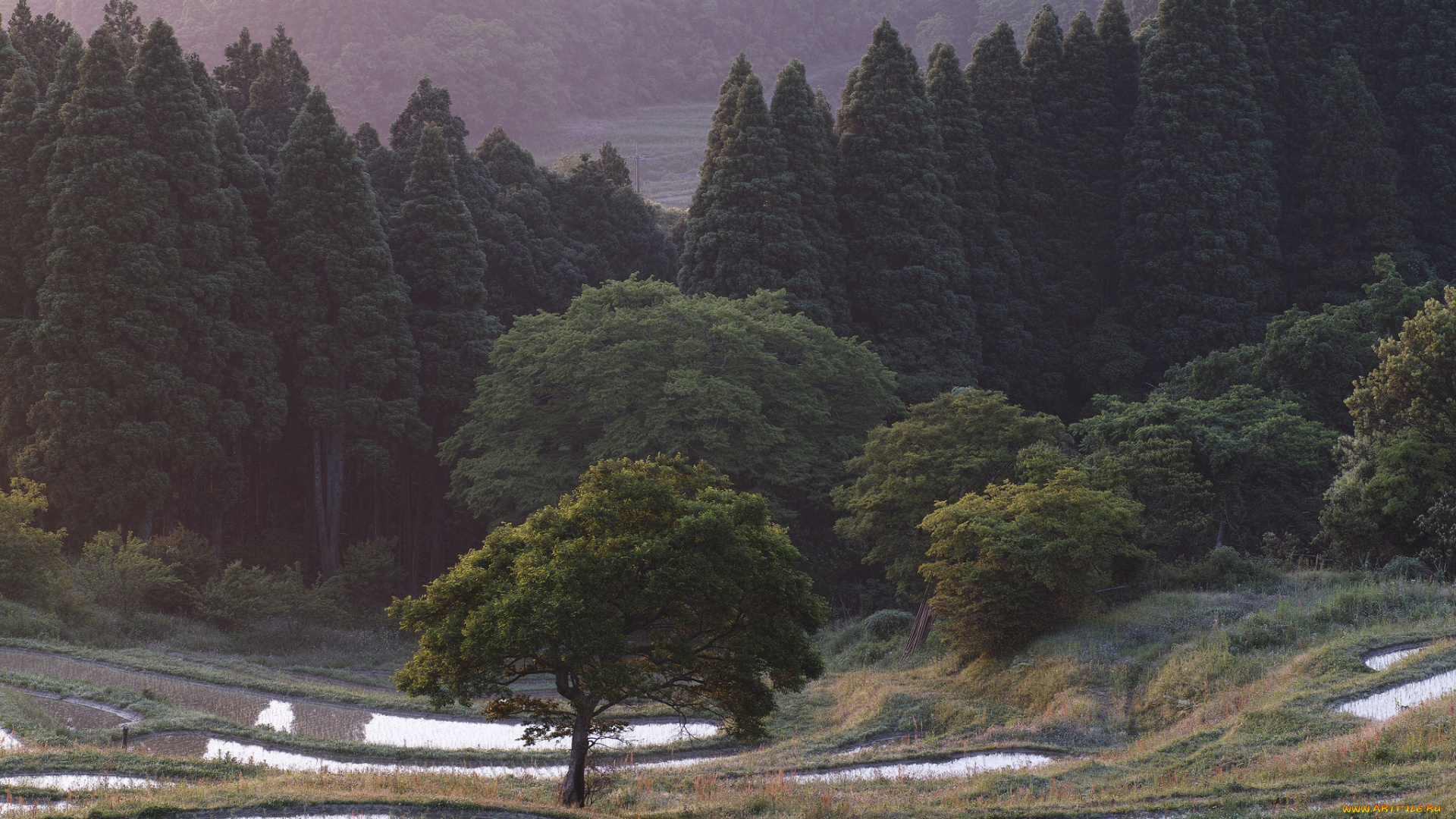 природа, лес, рисовые, чеки, деревья, склоны, takaten, вода
