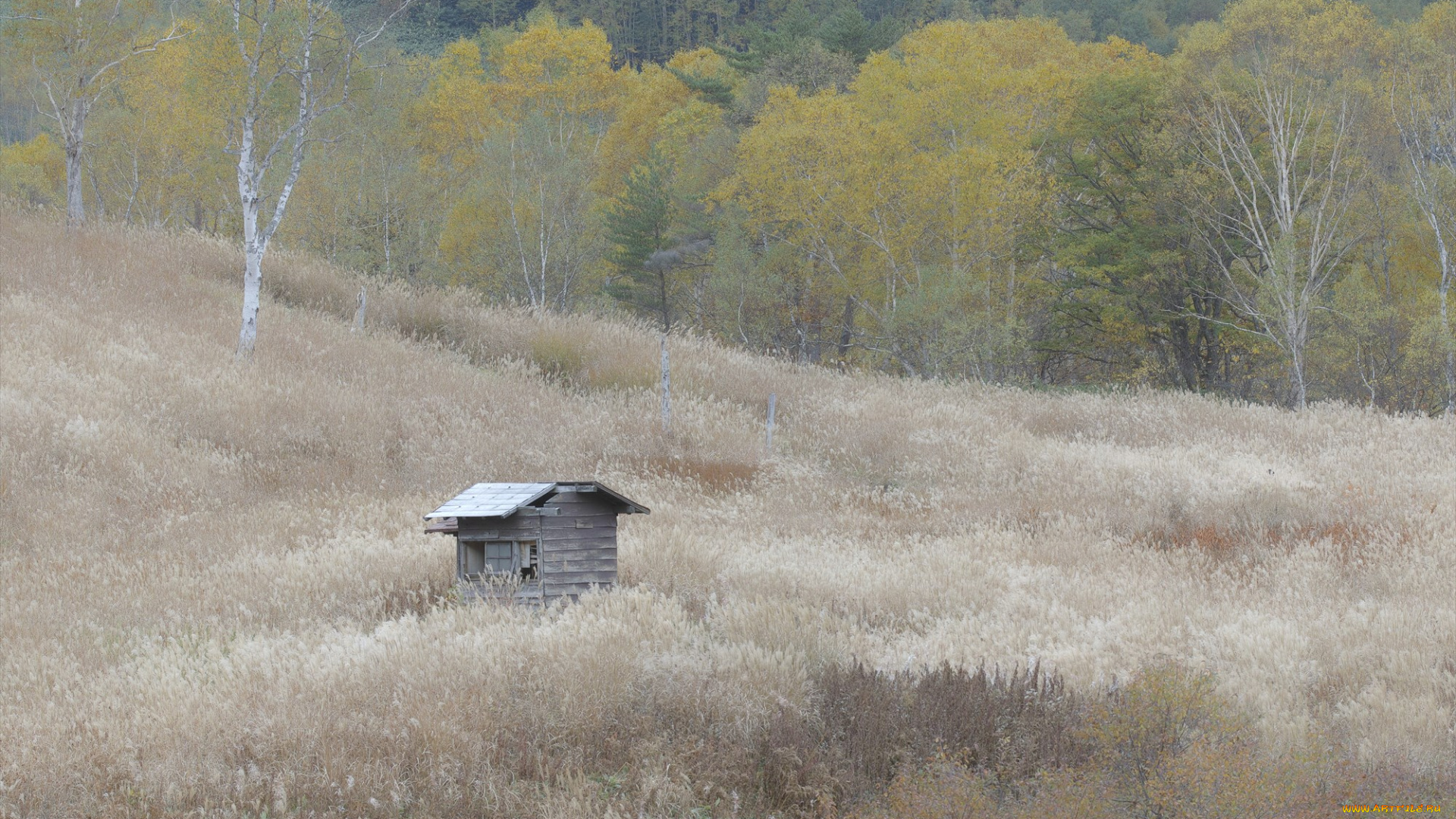 природа, лес, takaten, деревья, домик, трава