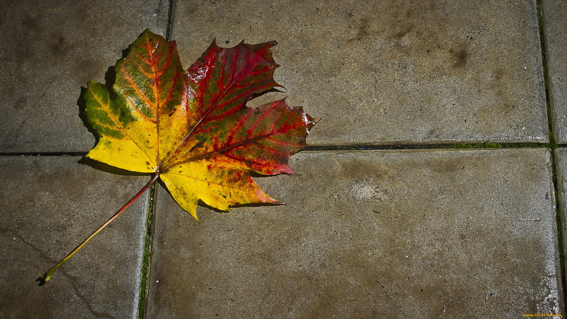 природа, листья, лист, осенний, плитка
