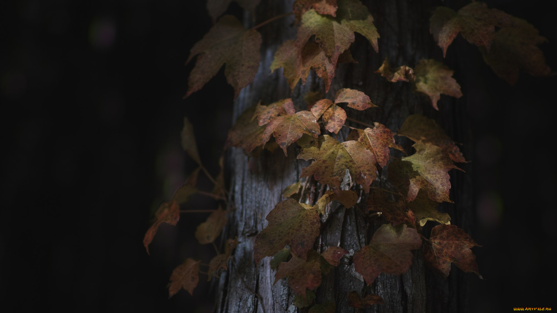 природа, листья, осень, ствол, дерево, takaten