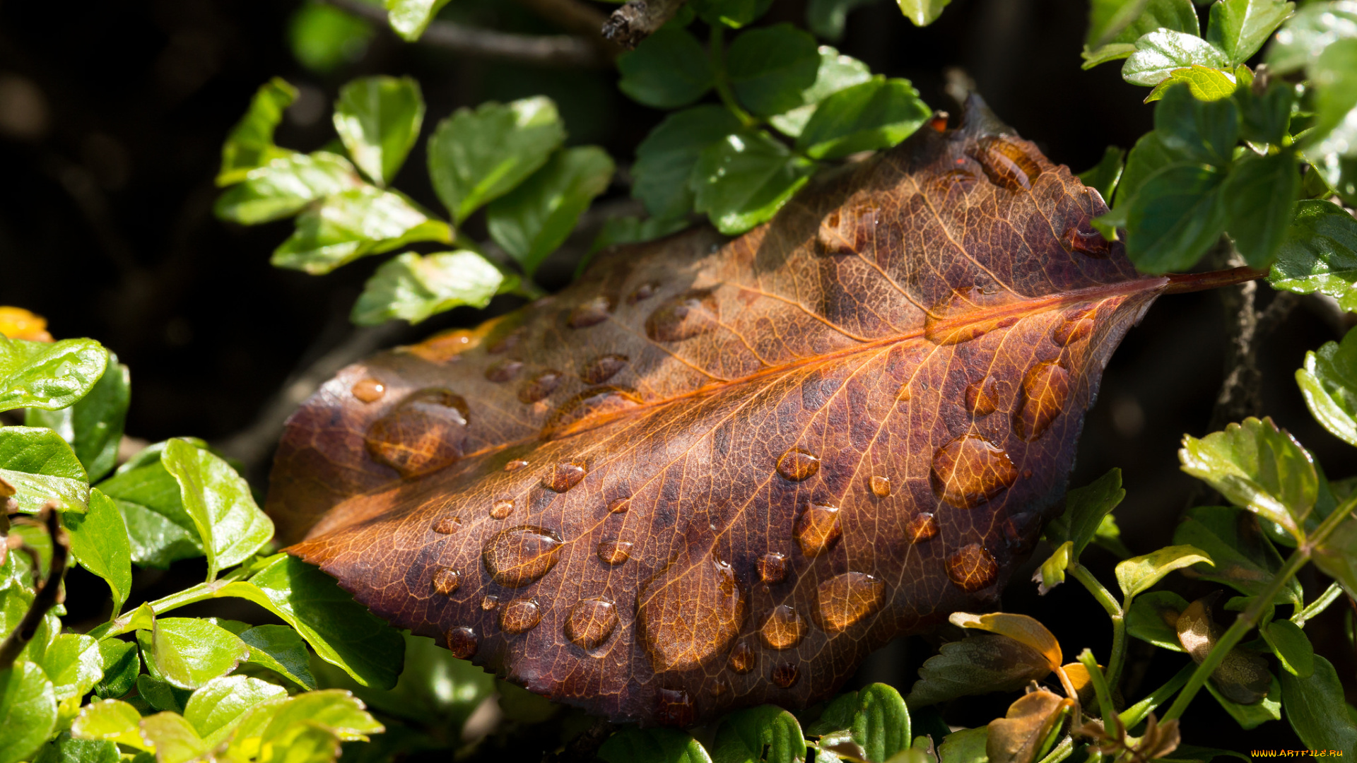 природа, листья, роса, макро, капли, лист, растения, зелень, трава