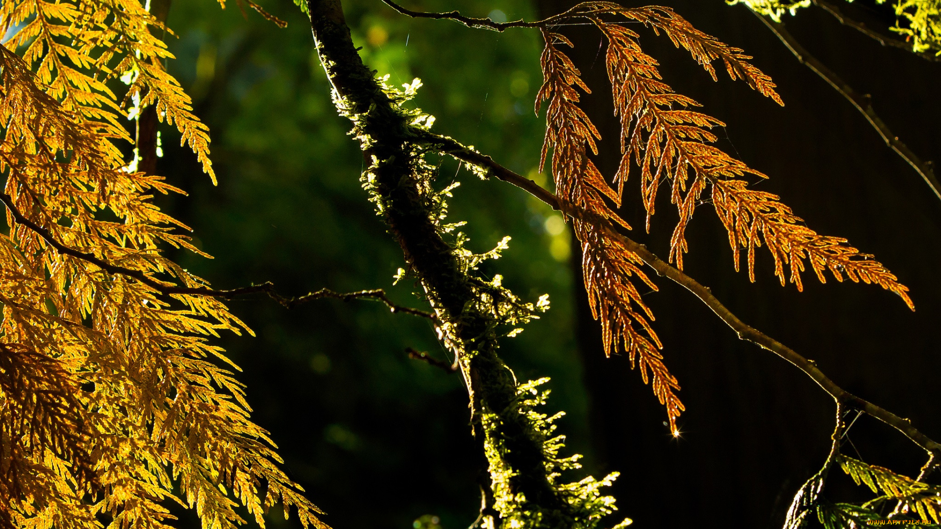 природа, макро, мох, ветки