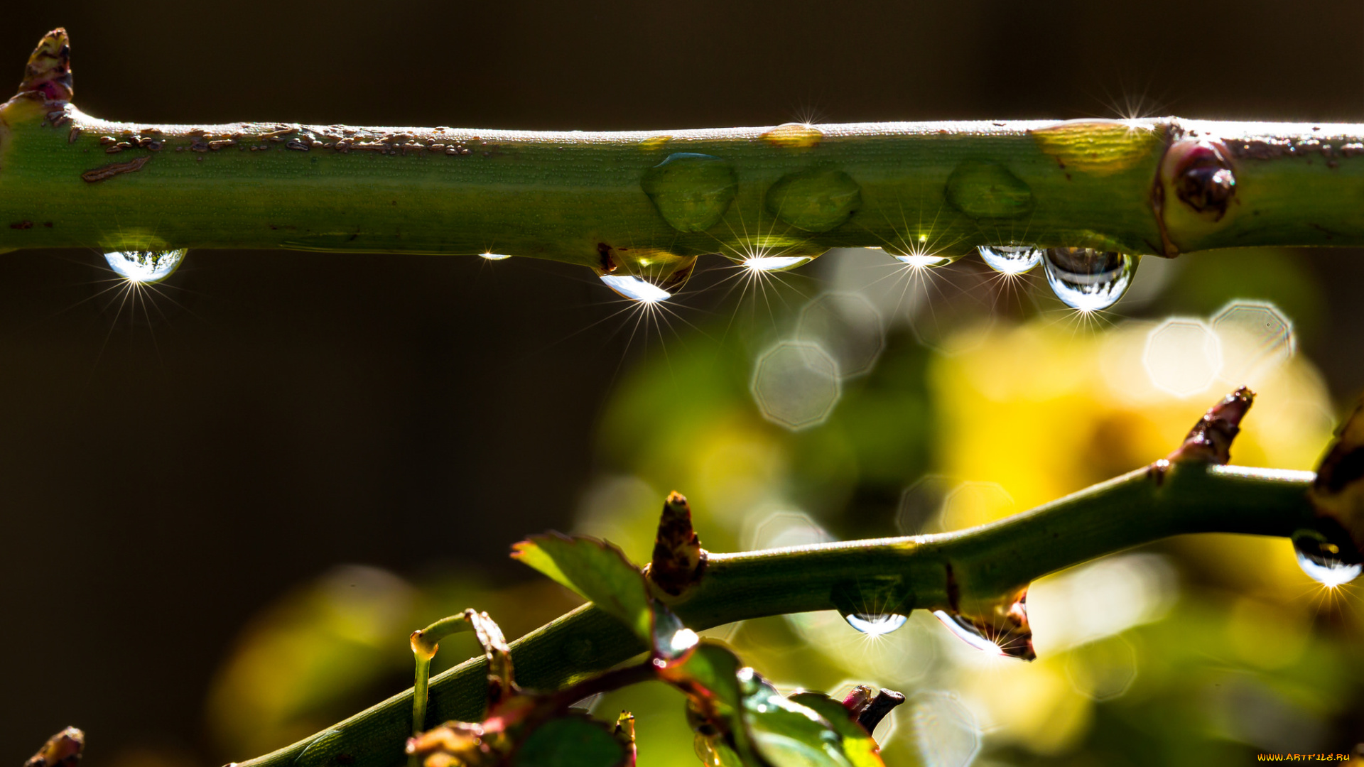 природа, макро, ветка, веточка, блики, капли, утро, роса