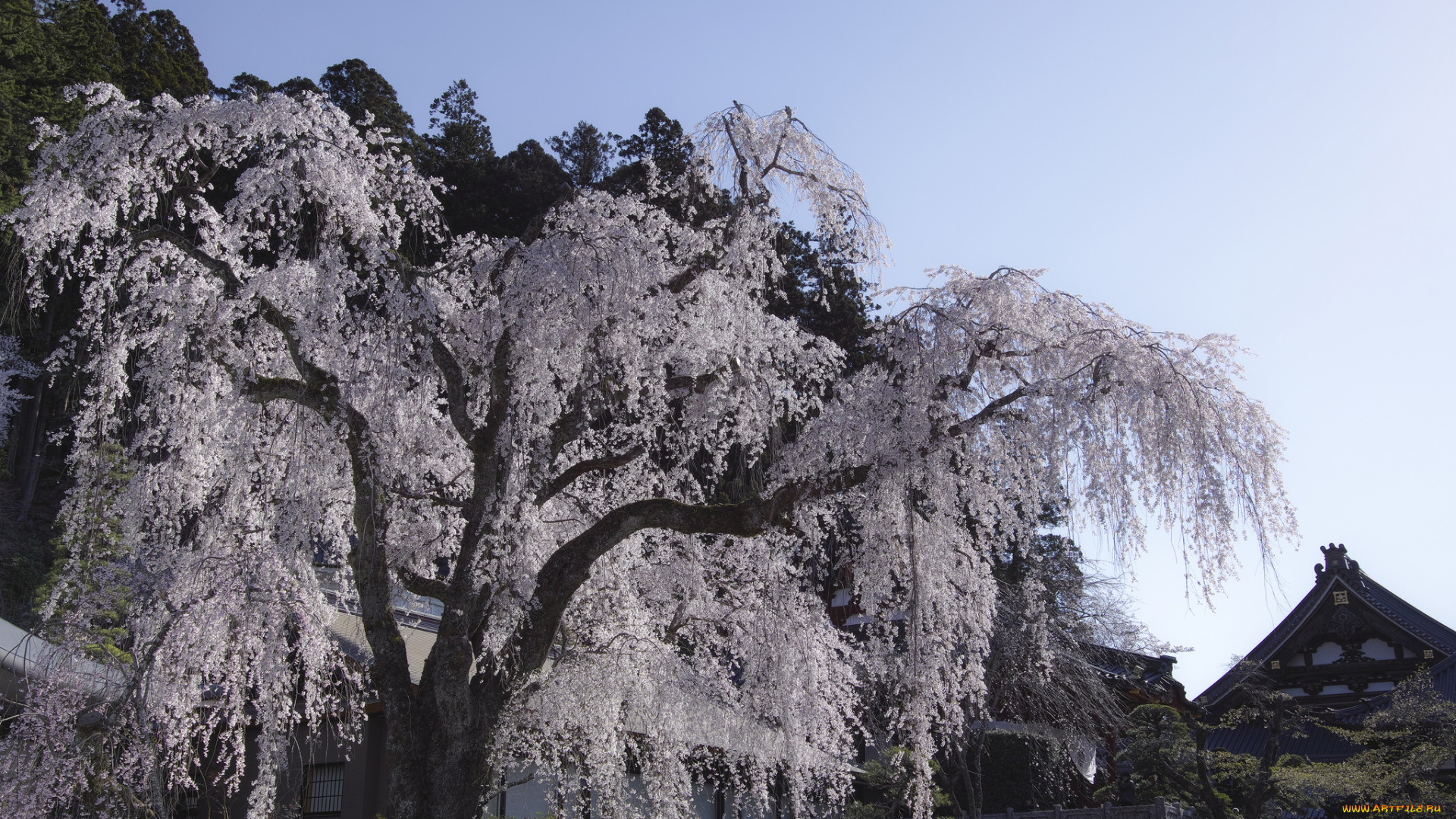 природа, парк, takaten, весна, цветение, дерево