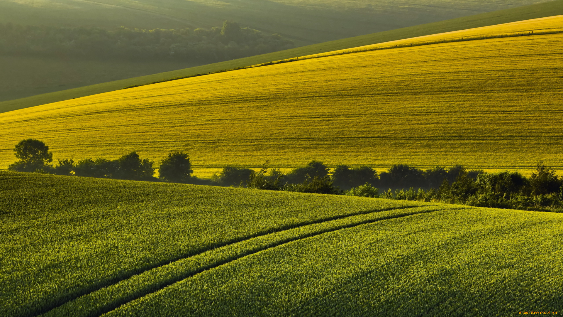 природа, поля, лето, утро