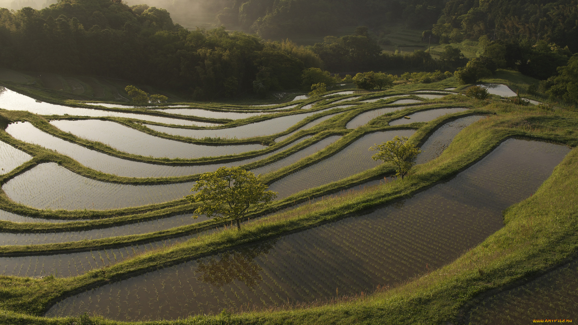 природа, поля, takaten, деревья, вода, рис, утро