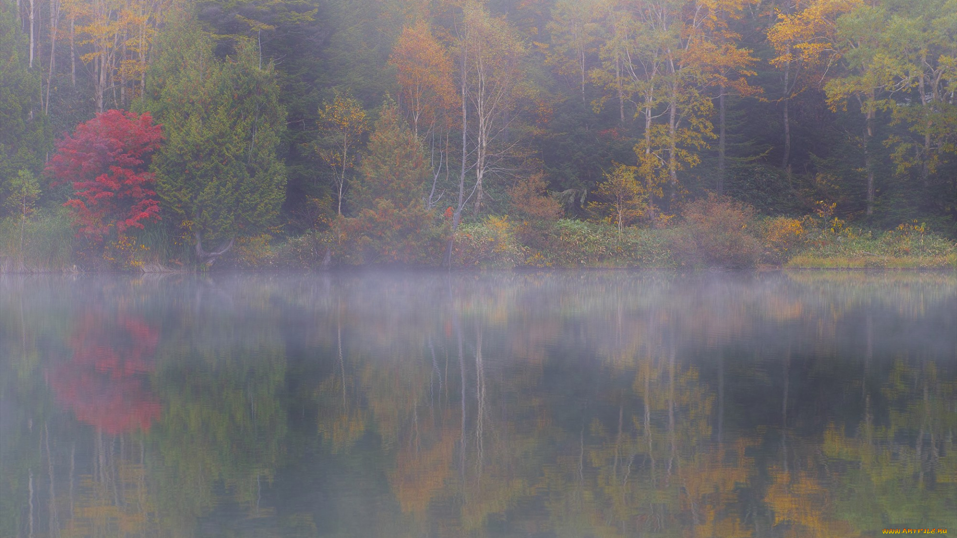 природа, реки, озера, деревья, вода, takaten, туман, осень, утро