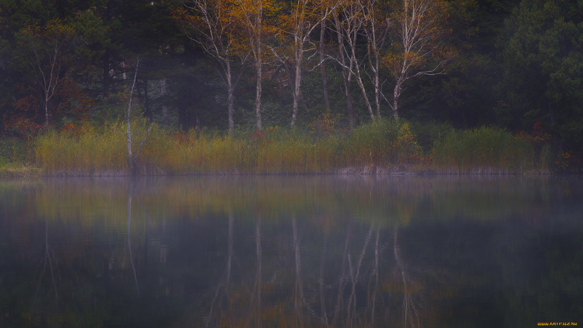 природа, реки, озера, вода, takaten, утро, деревья, туман, осень