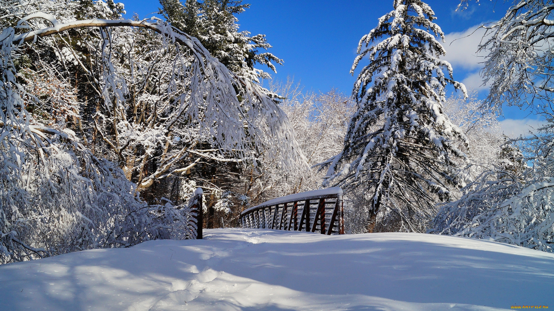 природа, зима, снег, ели