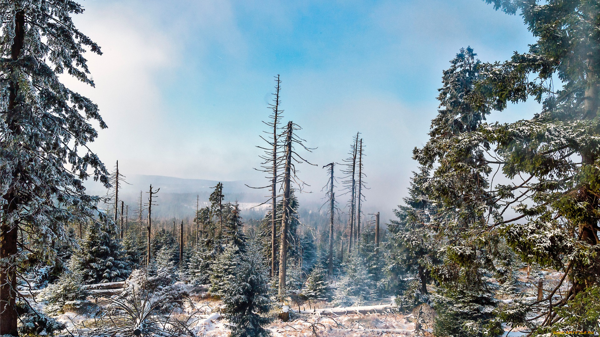 природа, зима, снег, ели