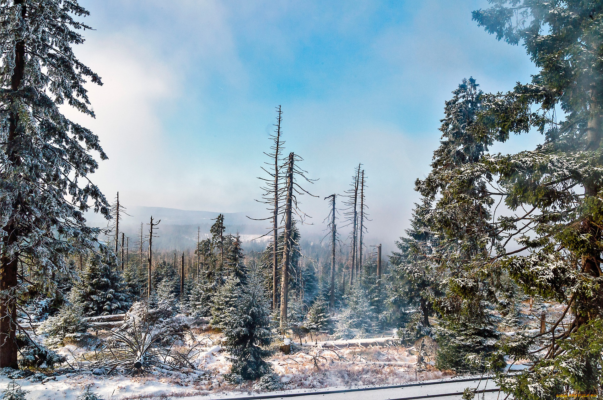 природа, зима, снег, ели