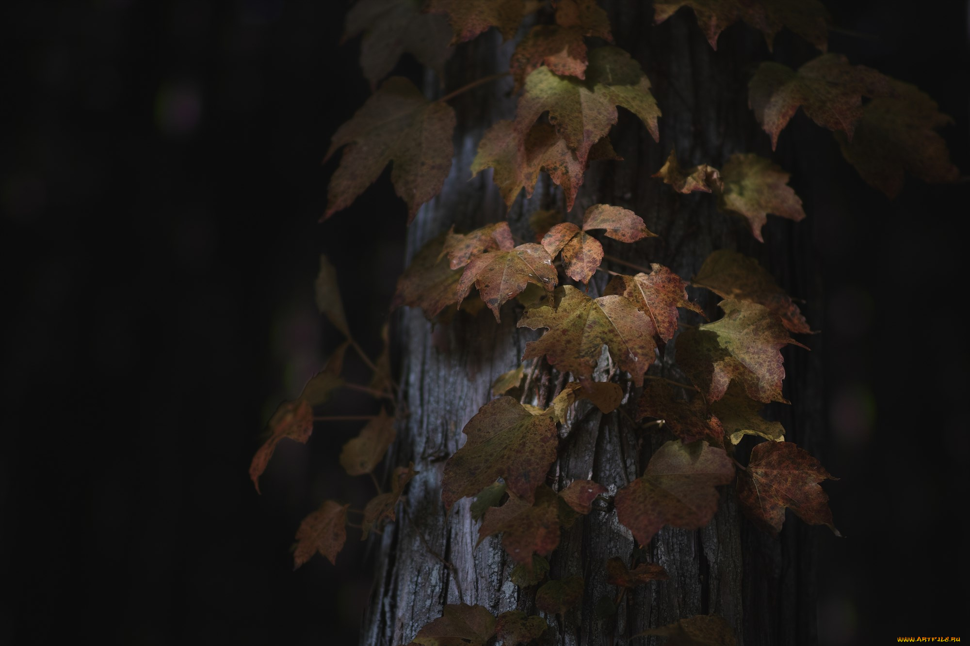природа, листья, осень, ствол, дерево, takaten