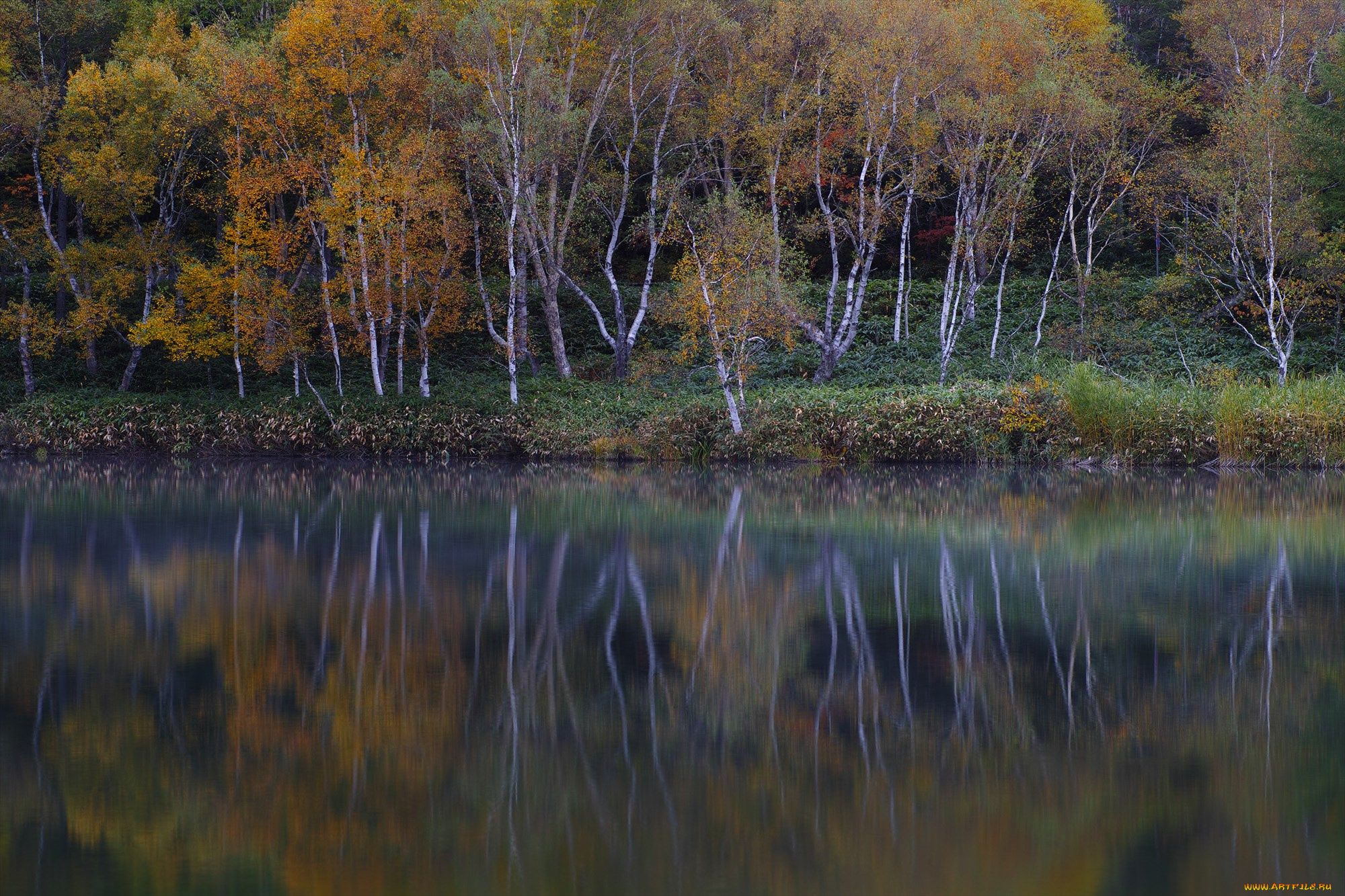 природа, реки, озера, туман, осень, утро, деревья, вода, takaten