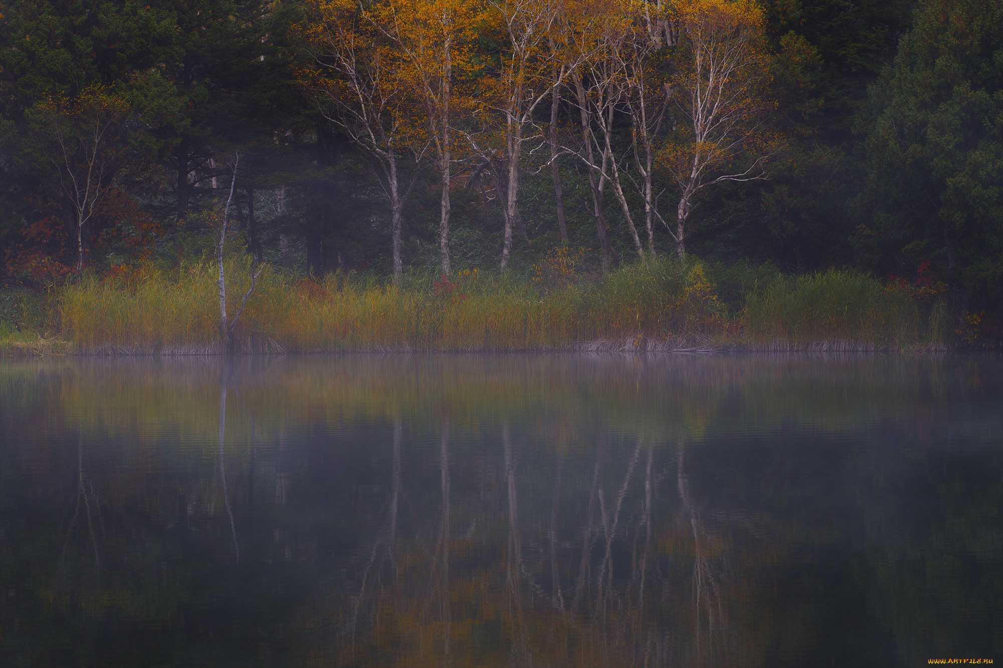 природа, реки, озера, вода, takaten, утро, деревья, туман, осень