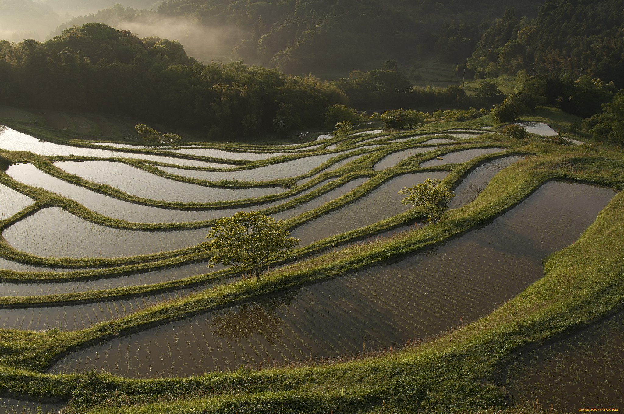 природа, поля, takaten, деревья, вода, рис, утро