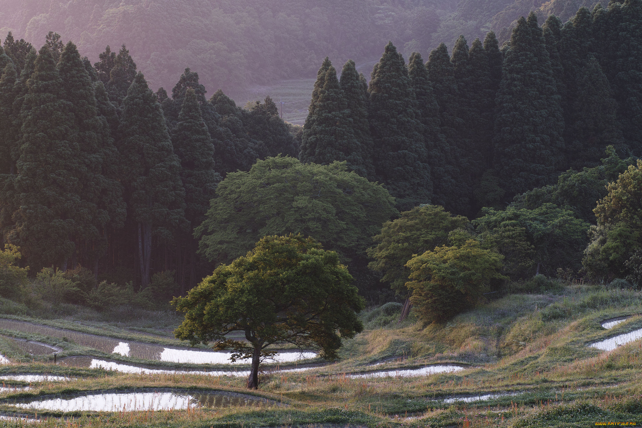 природа, лес, рисовые, чеки, деревья, склоны, takaten, вода