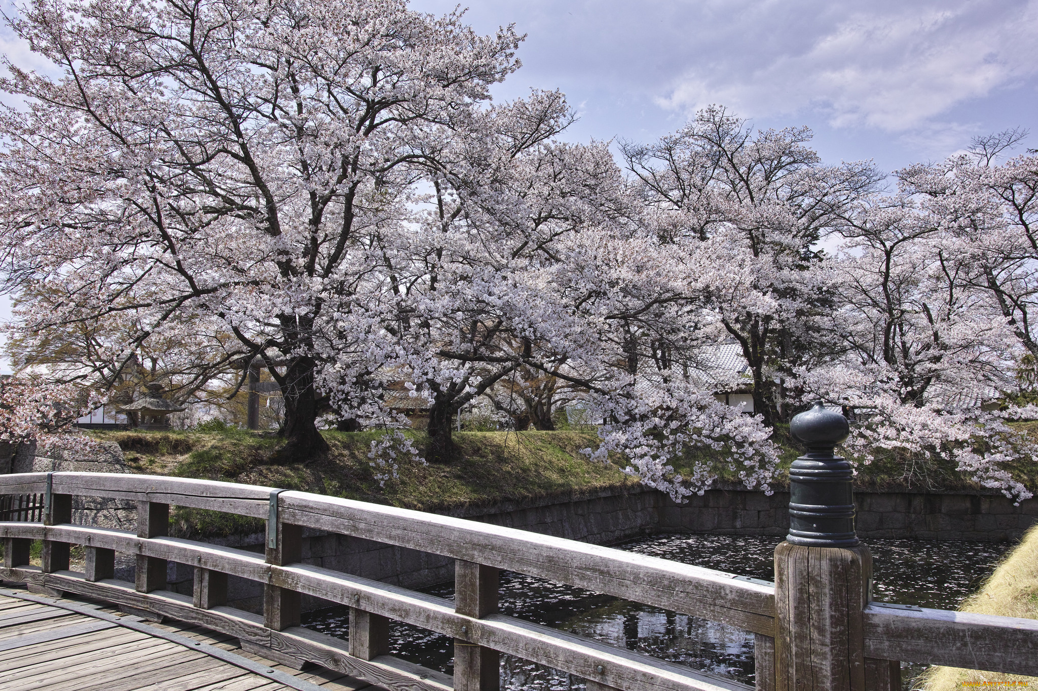 природа, парк, вода, цветение, мост, весна, сад, деревья