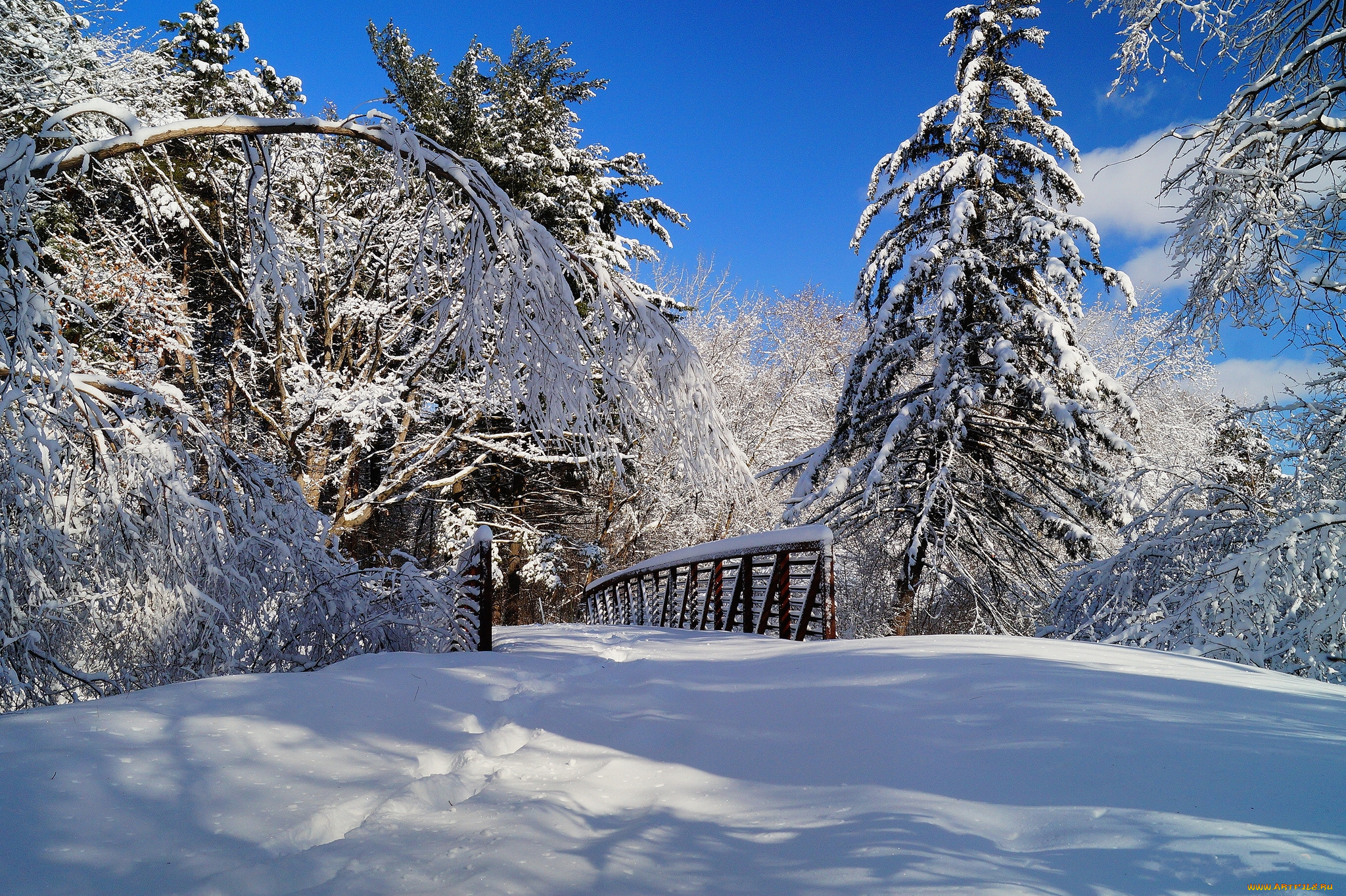 природа, зима, снег, ели