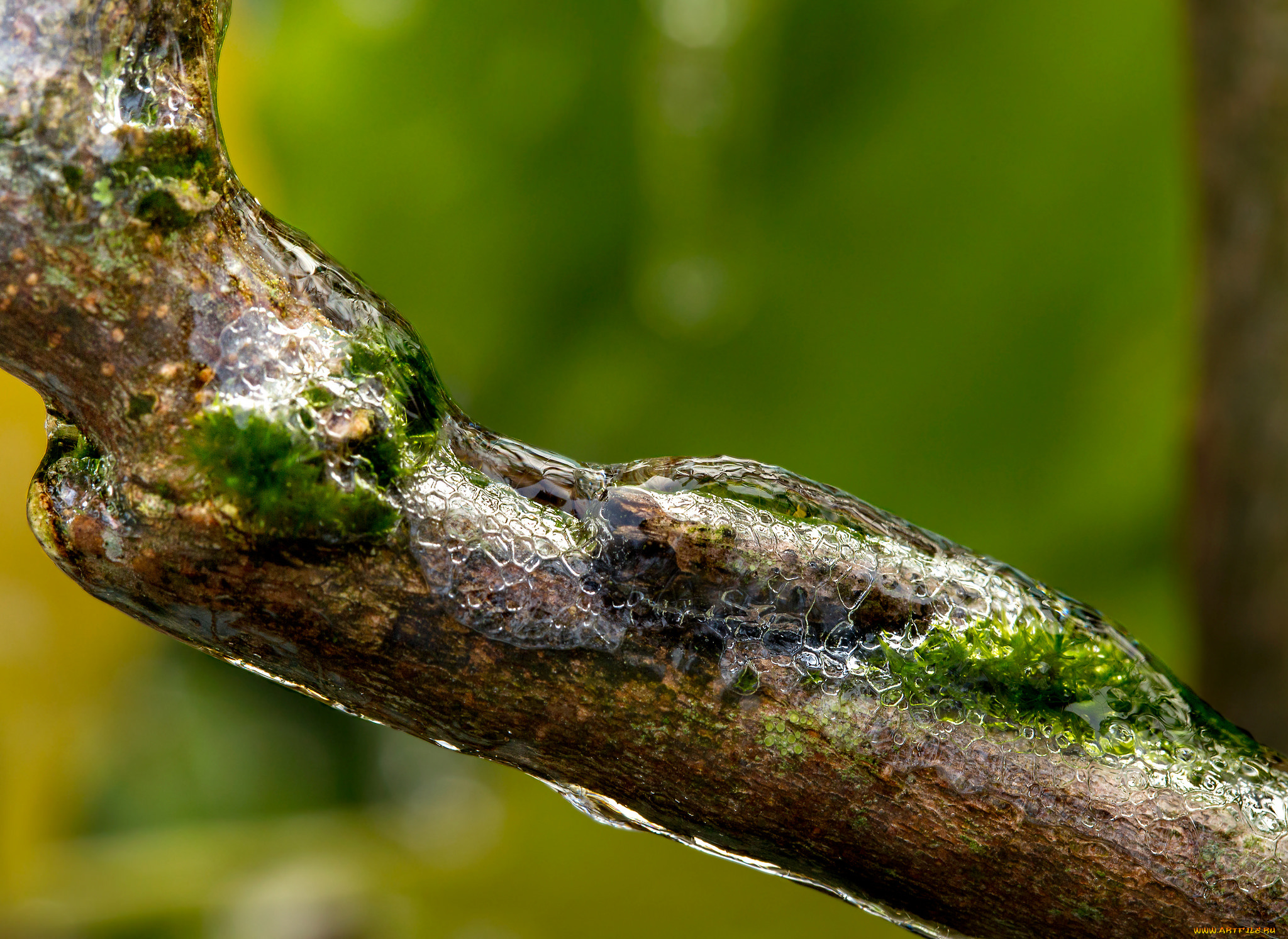 природа, макро, лёд, ветка